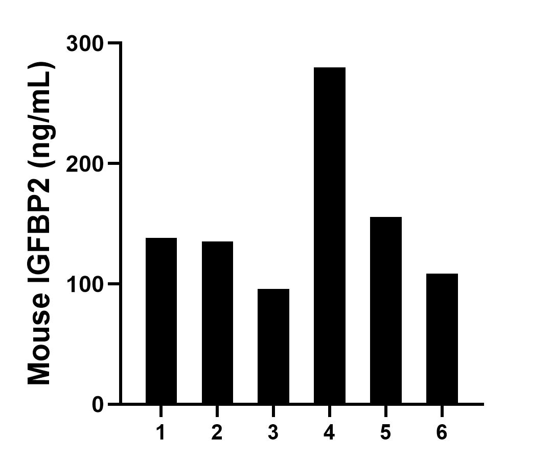 Serum of six mouse was measured. The IGFBP2 concentration of detected samples was determined to be 152.26 ng/mL with a range of 95.84-279.86 ng/mL.	